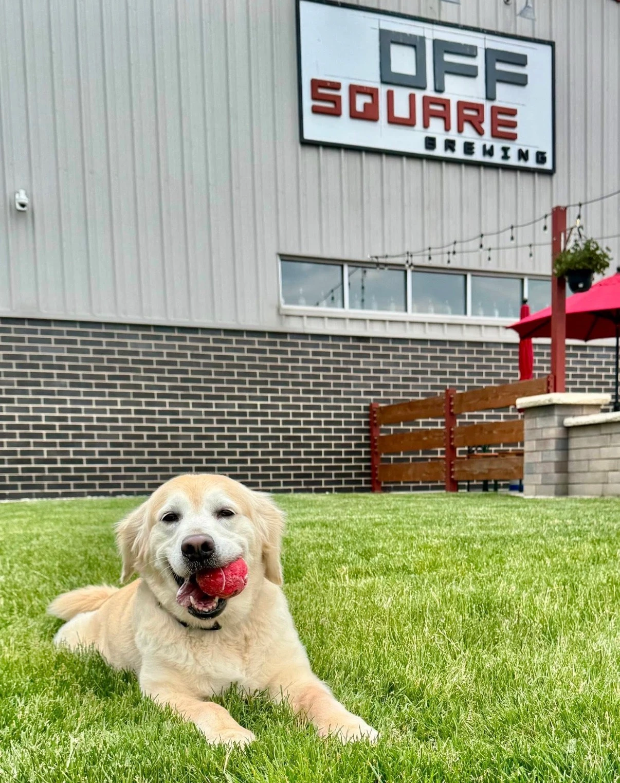 Pups & Pints at Off Square Brewing